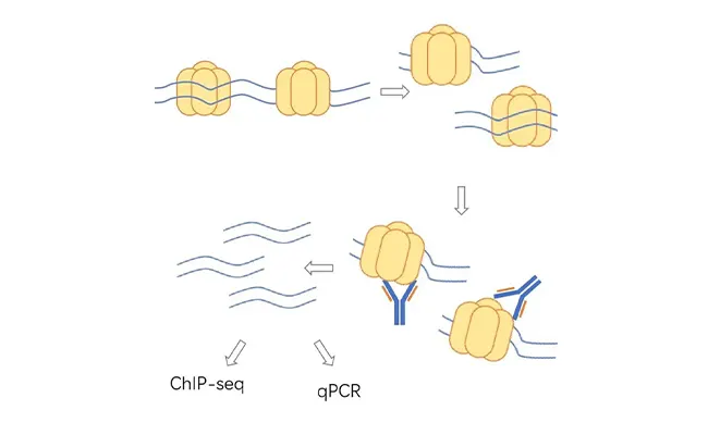 ChIP Sequencing Services