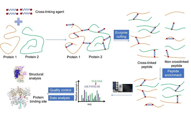 Cross-linking mass spectrometry