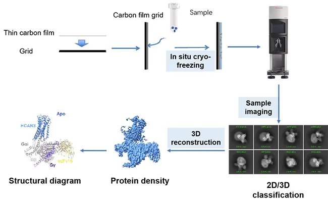 Cryo‐electron Microscopy Services