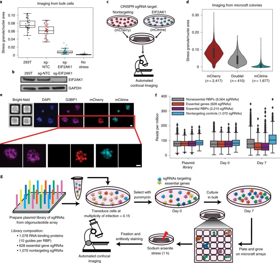 Pengimejan Gel Makmal Farmaseutikal