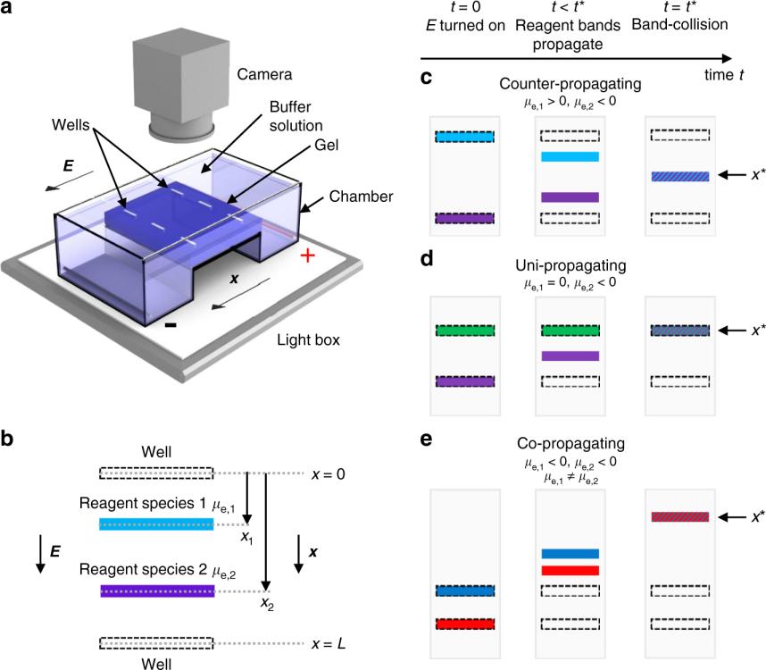 Tangkapan imej elektroforesis gel