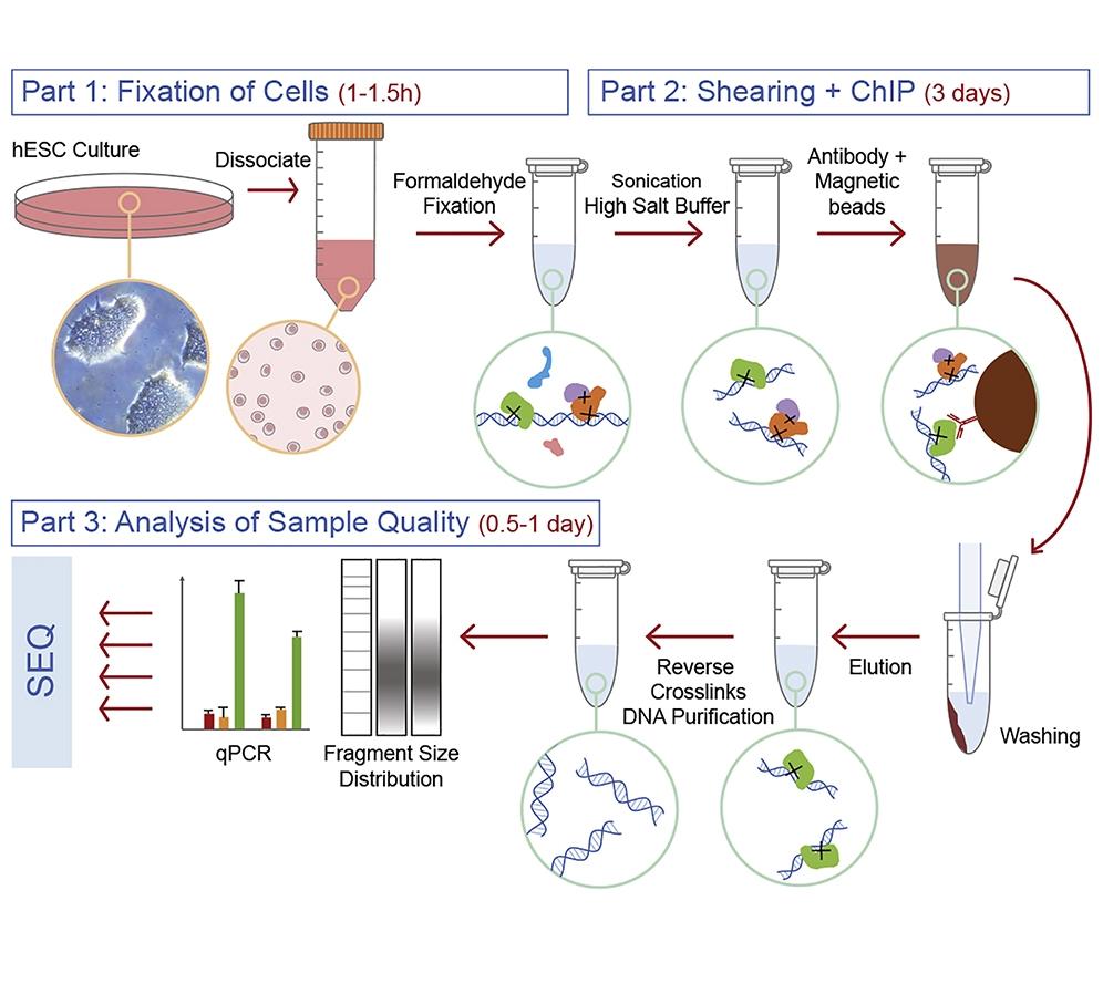 Sonication Fokus untuk Microtubes