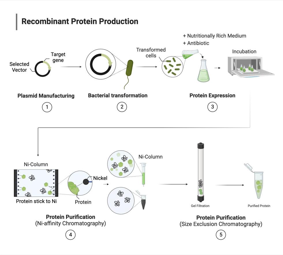 Pemisah Magnetik Penulenan Protein