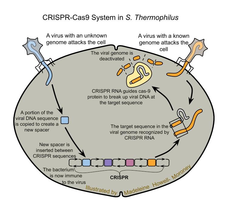 Instrumen Ultrasonik Fokus