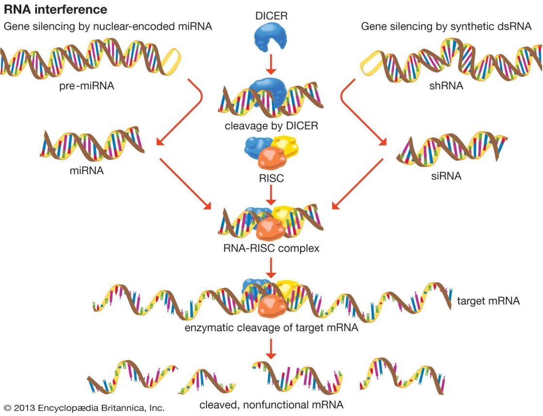 Elektroforesis RNA