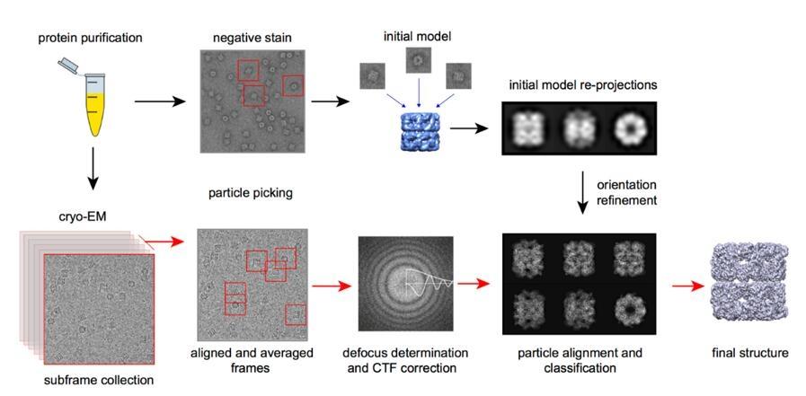 Cryo-EM: Menggambarkan Biomolekul pada Resolusi Hampir Atom