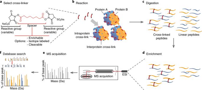Analisis Protein Membran dengan XL-MS ialah salah satu cara paling praktikal untuk menukar interaksi membran 