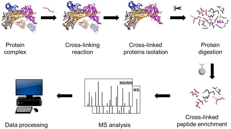 MS Penghubung Silang untuk Kompleks Protein