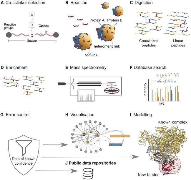 XL-MS: Memetakan Interaksi Protein Melampaui Struktur
