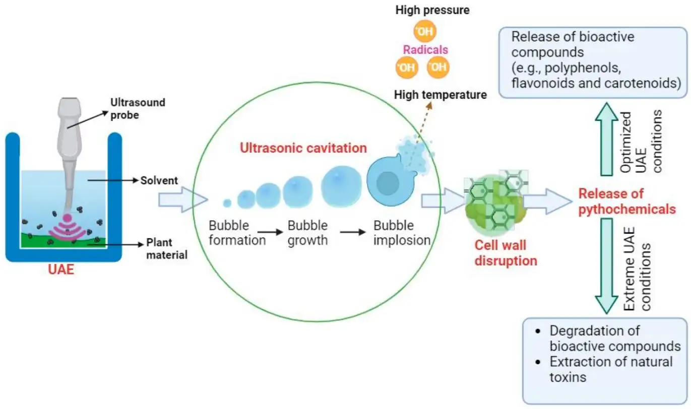 Ultrasonicator Fokus untuk Tisu Tumbuhan