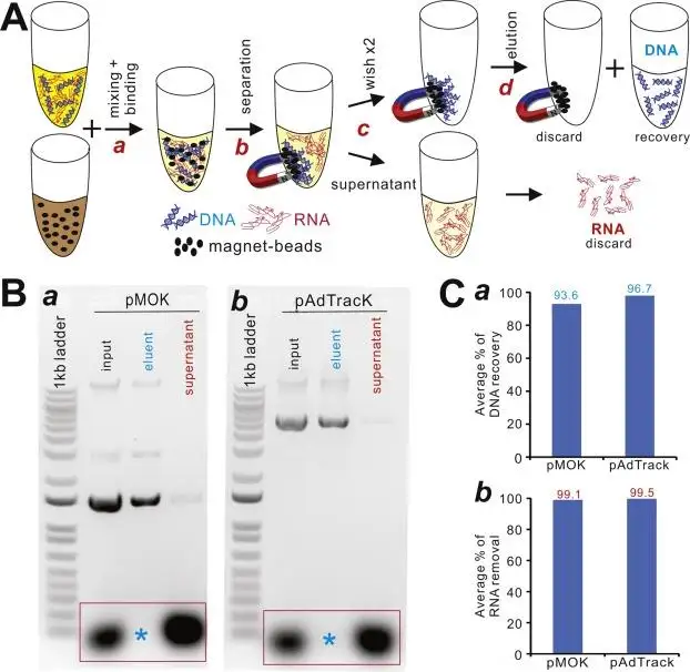 Rak Magnetik Penulenan Plasmid