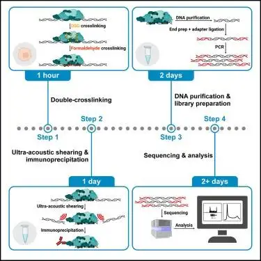 Ultrasonicator Pengekstrakan Protein