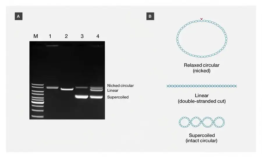 Elektroforesis DNA