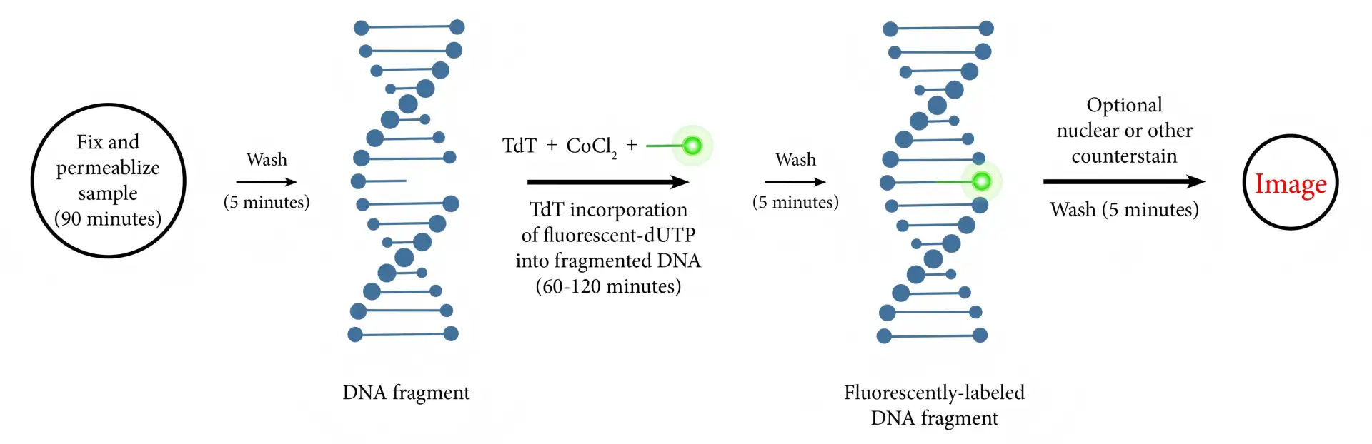 Pemecahan DNA